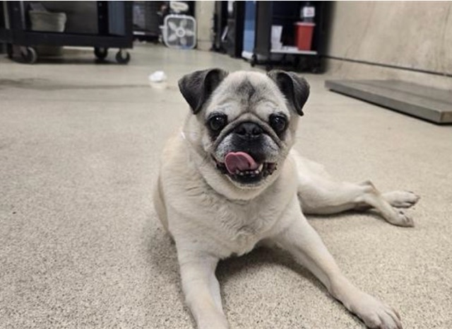 : Approximate 13-year-old neutered male, 21.60 lbs, tan Pug. Credit: RCDAS